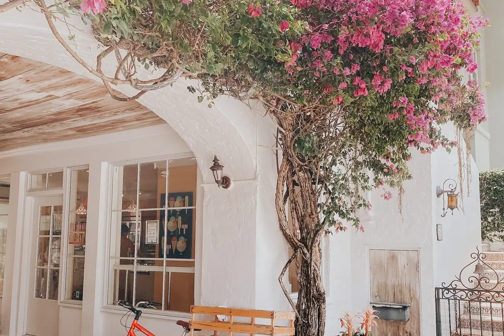 Bougainvillea over a Palm Beach courtyard